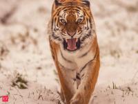 Yorkshire Wildlife Park: Where is it and what happened there? Inside the reserve housing endangered Amur tigers, with just 500 left in the wild