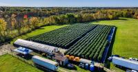Cohasset cannabis grower wrapping up first harvest
