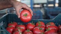 Türkiye earns $822.7M from fresh vegetable exports in 9 months