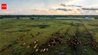 Florida family’s 498-acre cattle ranch protected from development through $7.48m conservation easement