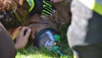 Dog survives 40 minutes in Massachusetts house fire, fueling calls for pet oxygen masks