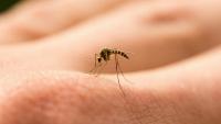 'They don't even know that they have it': Florida county logs 223 Dengue cases as mosquito population surges