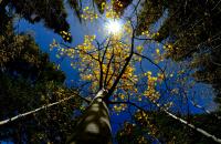In Ayurveda, vata season calls for warming nourishment (People and Plants)