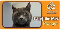 Pets of the Week: Chad and Plunger