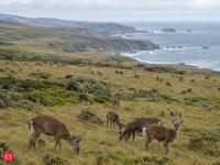 In the 1940s, a California landowner released about three dozen zoo deer at Point Reyes for hunting; by 2002, the two non-native herds had grown to roughly 1,100 animals