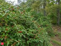 Amur honeysuckle arrived in America as an ornamental shrub; it later became a major invasive concern in forests across the northern United States