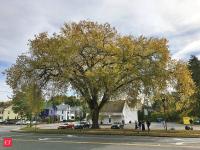 Siberian elm was widely planted in America for windbreaks and as a disease-tolerant shade tree; it escaped cultivation and is now considered invasive in 41 states