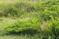 Virginia family says overgrown cell tower site keeps drawing rats, snakes, and city notices