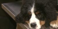Nebraska Humane Society: Do dogs really feel guilty? Science says maybe not