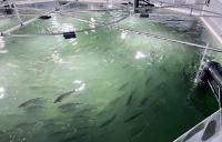 Norwegian salmon producer boosts harvest in China by 35%