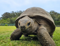 Interesting creature: Jonathan the 194-year-old tortoise could help humans live longer