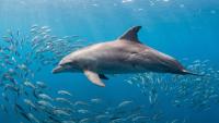 Dolphin in Australia surprises scientists: with innovative hunting tactic in the Great Barrier Reef