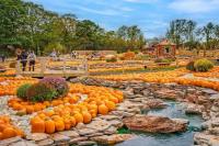 Popular West Sussex farm crowned one of the UK’s best pumpkin patches