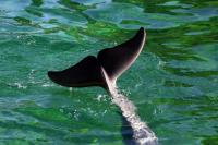 Conservation groups alarmed at marine mammals' deaths in Spain
