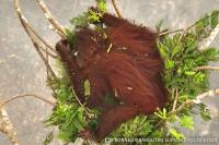 Indonesia releases eight orangutans rescued from fires