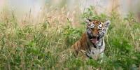 Man dies after tiger attack at Yorkshire Wildlife Park in Doncaster