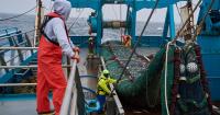 The fish behind America's fish sticks is fueling a fight over trawling in Alaska