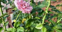 Master Gardeners' annual fall sale here Saturday