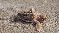 Rare ‘pumpkin spice’ baby sea turtle spotted in Florida