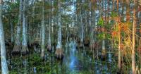Florida wetlands fight heads back to Congress