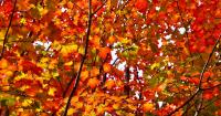 What this year’s El Niño weather pattern means for fall leaves