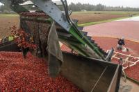 Fruit of the fall: Cranberry farmers savor tart harvest 