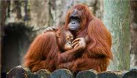 Indonesia relocates endangered Great Apes to safety after Borneo wildfires