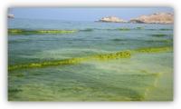 Research sheds new light on harmful algal blooms along Oman’s northern coast