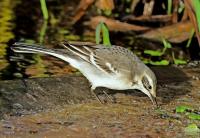 NATURE: Rare Shetland sightings feature Siberian blue robin, two-barred greenish warbler, citrine warbler and leatherback turtle