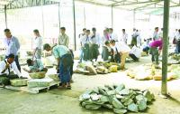 196 Pearl Lots Sold on Day 3 of 61st Myanmar Gems Emporium