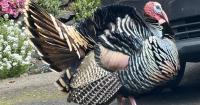 Tracking Oregon’s wildlife, one roadside sighting at a time