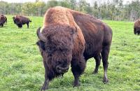 Indigenous knowledge systems called key to food sovereignty