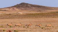 Namibia succeeded in restoring wildlife by placing conservation in the hands of its local communities