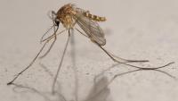 Growing concern as mosquito-borne West Nile virus gains ground in France