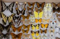 Nevada scientist among those logging 'lost' species as fewer endangered species are listed