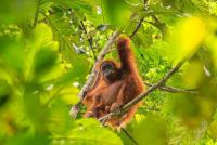 Indonesia relocates orangutans to safe ground