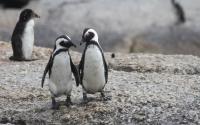 Ultimate journey: Penguins have to migrate 3,500 km from Argentina