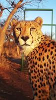 This is a South African cheetah, and it’s in trouble