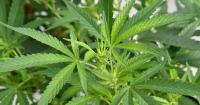 'Concerning' surge in cannabis hospital admissions