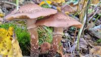 Fall fungi: Enjoy these photos from around New Brunswick