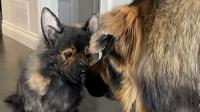 German Shepherd's Fearlessness Is Put To The Test & It's Too Funny: 'Tired Of Your Shenanigans'