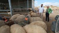 Some Israeli settlers use sheep to push Palestinians from West Bank homes