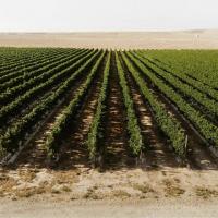 Ancient Negev wine was a global hit. Can Israeli winemakers, and scientists, bring it back?