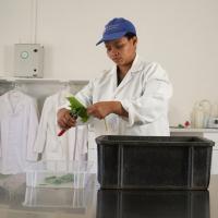 New grape cultivars in a changing climate