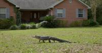 Florida warns after Hurricane Isaias: alligators and snakes may appear more frequently in flooded areas