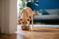 If Your Dog Has a Sensitive Stomach, Here's How to Shop Smarter for Their Food
