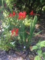 Northern Nevada gardens: Fall goal to transplant iris for more sunlight