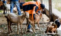 Dashain meat supply hit by floods and road blockages, prices soar in Kathmandu