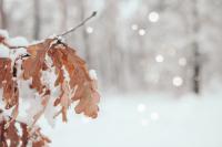 Thanksgiving snow forecast for southwest Saskatchewan