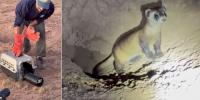 WATCH: Endangered black-footed ferrets released into northern Arizona wilderness